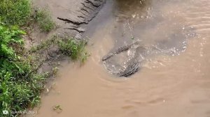 Самые_Редкие_и_Опасные_Животные_в_Мире