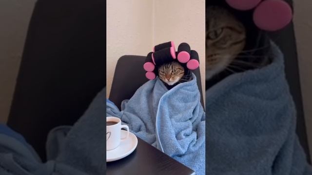 💗
отдыхающий котик💗 смотреть онлайн