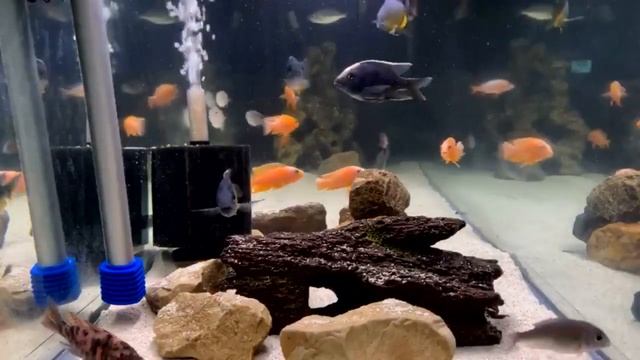 Fish Tanks Swimming In Aquarium HD Video Part 08 смотреть онлайн