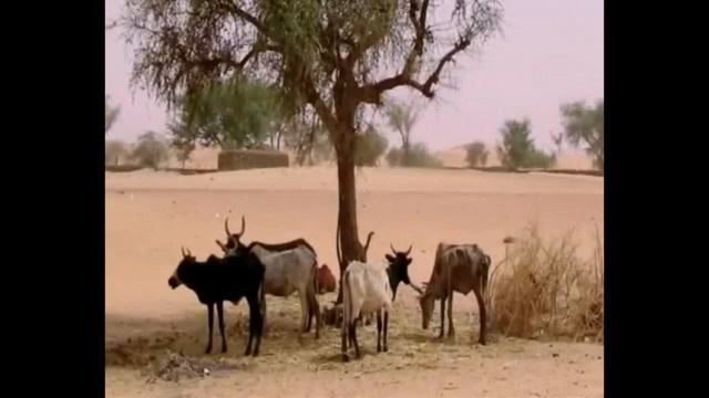 Van der Graaf Generator - Refugees смотреть онлайн