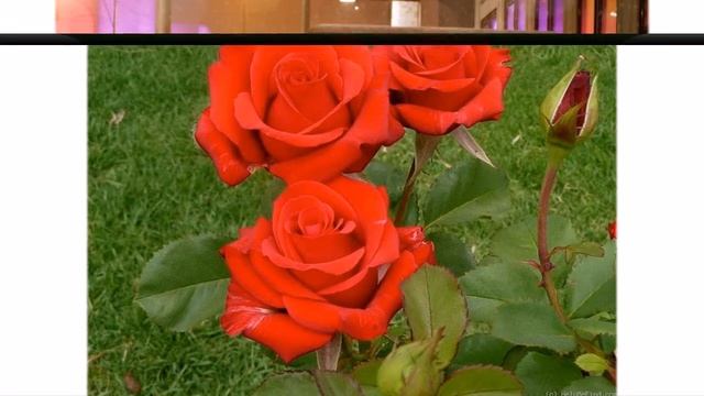 ДОБРЫЙ ВЕЧЕР смотреть онлайн
