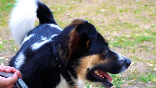 "Собаки в городе" - видео подборка с фестиваля 2019 года под песню "Моя собака" - Наталии Лансере смотреть онлайн