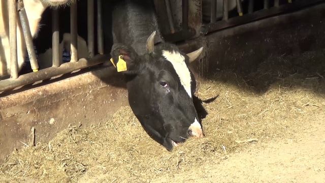 Новости от 08.10.202 г. г. Янаул смотреть онлайн