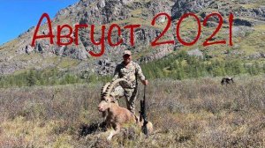 Горная охота на Алтайского козерога.