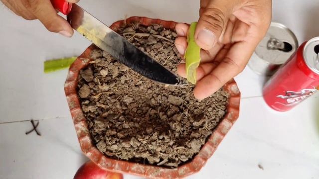 The best unique skill How to Easily Grow Apples tree from apple fruit, Complete Growing Guide.@ смотреть онлайн