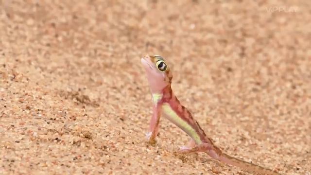 Бескрайняя_Африка.Пустыня_Намиб