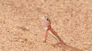 Бескрайняя_Африка.Пустыня_Намиб