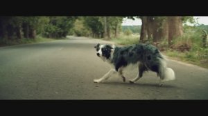 Рекламный ролик для официального сервиса LADA / ЧТО СТОИТ ЗА ВАШЕЙ УВЕРЕННОСТЬЮ. СОБАКА