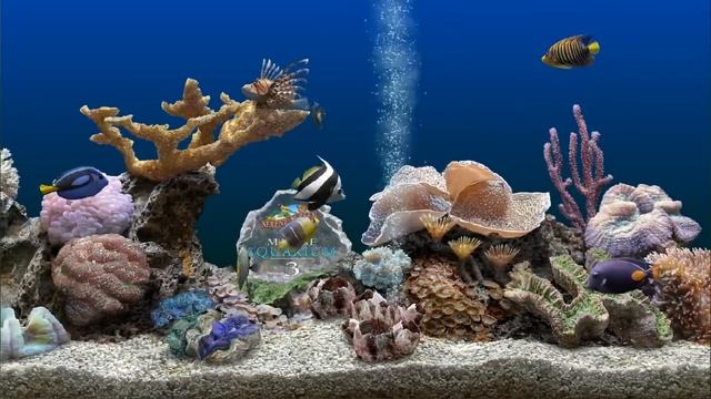 Marine Aquarium 3 screensaver Awesome beauty and visuals смотреть онлайн