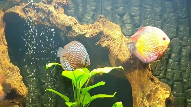 32:9 screensaver discus aquarium footage 3840x1080 ultrawidescreen смотреть онлайн
