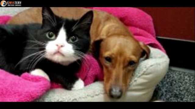 A Dog Stared Out The Window Every Day, His Owner Was Left Amazed On Finding Out The Reason!! смотреть онлайн