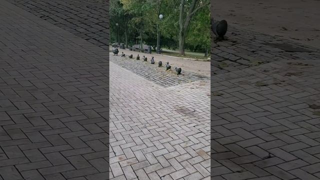 Новодевичьи пруды смотреть онлайн