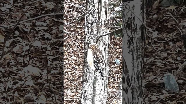 The Falcon Outside My Window This Morning, February 22, 2024 смотреть онлайн