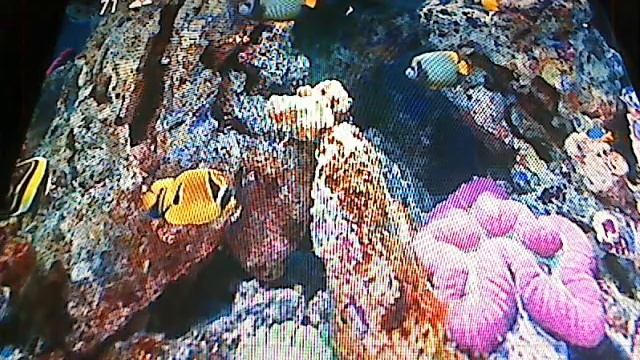 Roku - Aquarium Screensaver смотреть онлайн