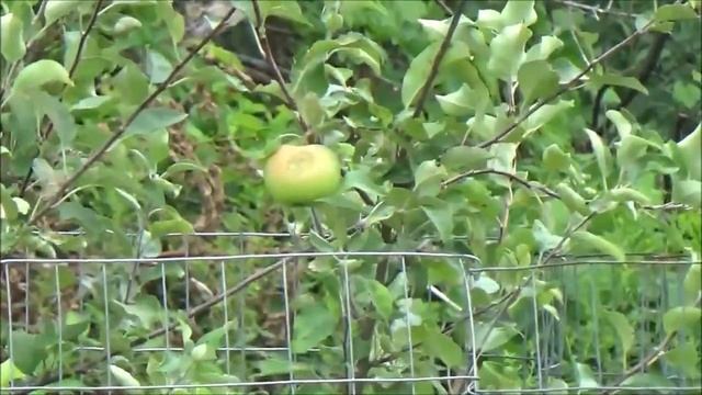 Apple Orchard Care | Apple Orchard Start Up Cost | Starting an Apple Tree смотреть онлайн