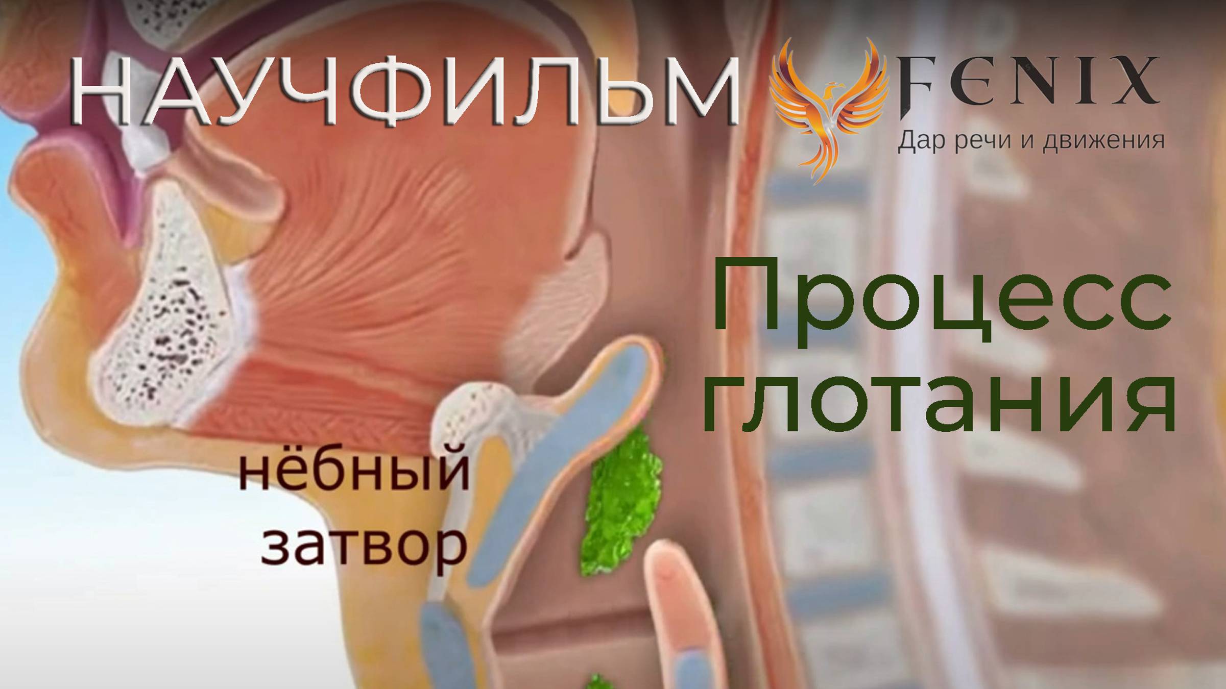 Процесс глотания смотреть онлайн