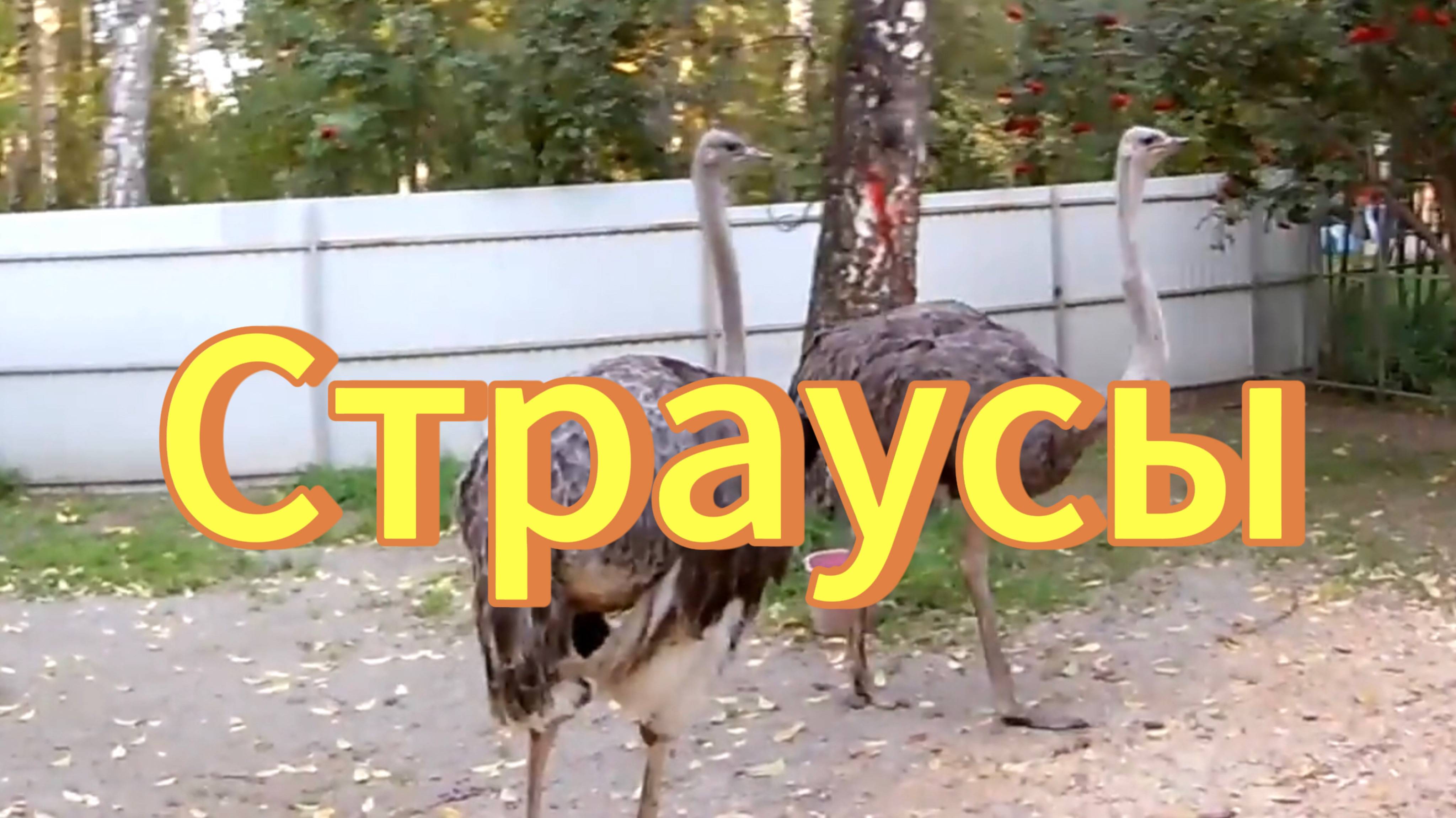 Страус в контактном зоопарке в парке Березовая роща. Новосибирск. Птицы Новосибирской области))😉 смотреть онлайн