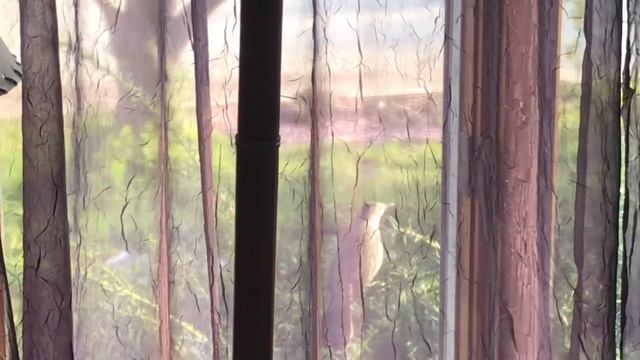 Somebody’s Knocking at the window смотреть онлайн