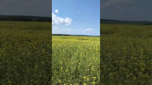 Рапс (02.06.24) - МО, Кашира смотреть онлайн