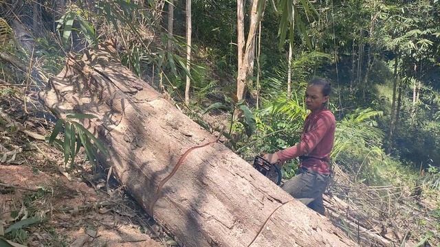 Cara mengikir rantai potong gergaji mesin, langsung di praktekkan potong kayu смотреть онлайн
