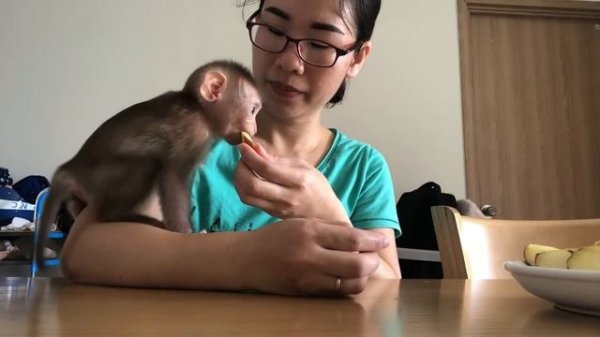 Baby Monkey Beo was taught to eat delicious apples by his mother