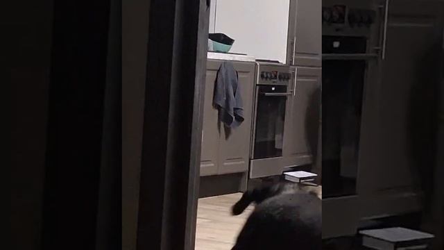 #кошки #собаки #игры #домашниеживотные #лазер