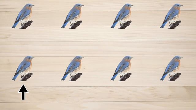 Bluebird Through My Window смотреть онлайн