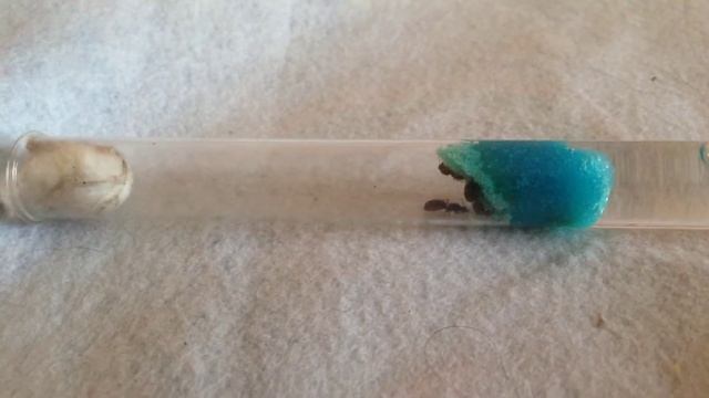 Как ухаживать за муравьями вида Lasius flavus смотреть онлайн