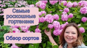Самые роскошные сорта гортензии. Большой обзор