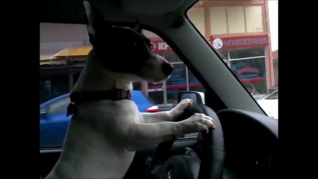 Snoopy the driver смотреть онлайн