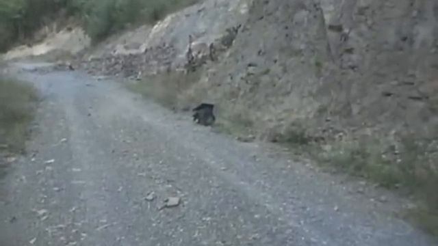 CRAZY SHIT COCK VIDEO.wmv смотреть онлайн