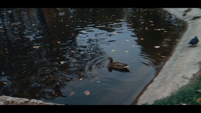 ОСЕНЬ в Самаре парк Гагарина, утки #mcpro24fps #самарагородок #осень #anamorphic #волга #djiom6 смотреть онлайн