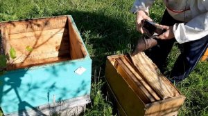 УСТАНОВКА. ПРОВЕРКА. ПЕРЕСАДКА РОЕВ 2022. РАСТРЕЛЯЛИ ЛОВУШКУ!!!