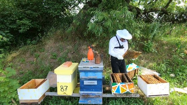 Отводок от пакета через 56 дней. Рута 10 рам. Пчеловод выходного дня. (14 июля 2024) смотреть онлайн