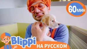 Песня О Домашних Животных | Обучающие видео для детей | Blippi Russian