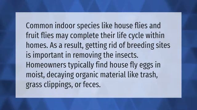 How do flies get in the house when windows are closed? смотреть онлайн