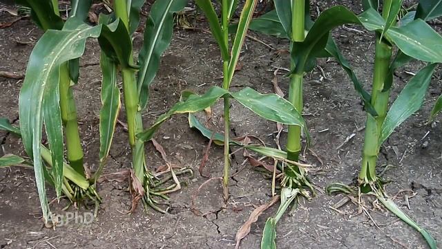 Iron Talk #1114 Uneven Corn (Air Date 8-11-19) смотреть онлайн