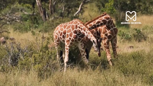 INCRÍVEL A GIRAFA NÃO ESPERAVA QUE ISSO FOSSE ACONTECER смотреть онлайн