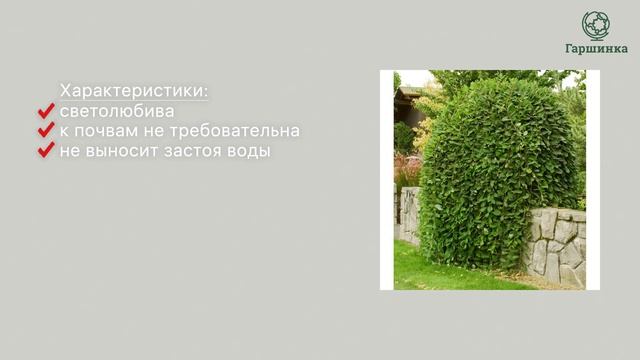 Ива. Ива козья на штамбе. Килмарнок. смотреть онлайн