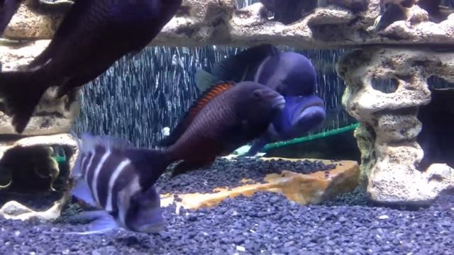 Мои Фронтозы смотреть онлайн