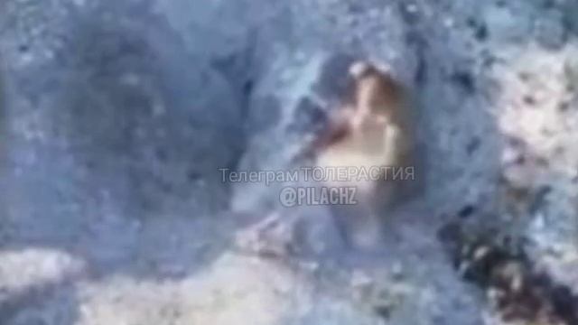 ⚡️СВО 18+ Эпичный заброс противотанковой мины в нору к ВСУ! смотреть онлайн