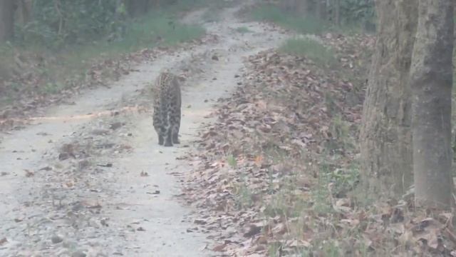 very close encounter with male leopard in jeep safari смотреть онлайн