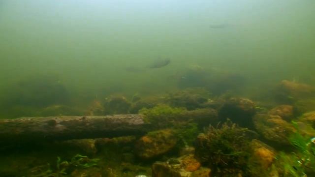 ГДЕ БОЛЬШЕ РЫБЫ В ОЗЕРЕ! О чём молчат рыбы.25