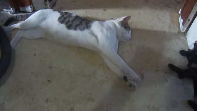 DOAÇÃO DE GATINHOS EM SALVADOR BAHIA (71)9915-3444 familiagatinhos.blogspot.com.br смотреть онлайн