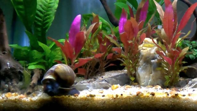 10 x SPEED!!!! SNAIL!! (WOW!!!) смотреть онлайн