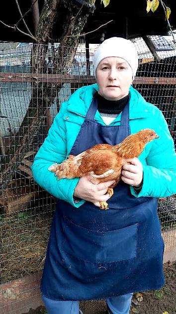 ЛОМАН БРАУН - лидер среди кур. смотреть онлайн