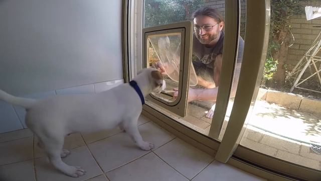 He wants me to walk through a window?? Doggy door training pt1 смотреть онлайн