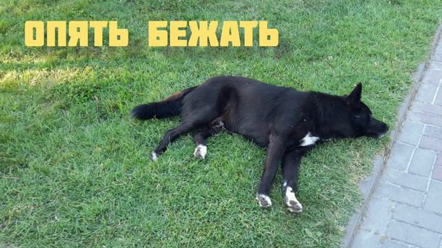 ☆☆☆ДОБРЫЕ КУКАРЕКУ НА ВАШИ ГОЛОВЫ!
