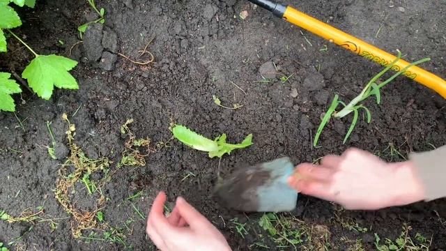 Салат из магазина можно снова посадить смотреть онлайн