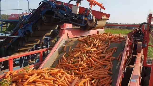 DokaGene Уборка моркови 2018. смотреть онлайн